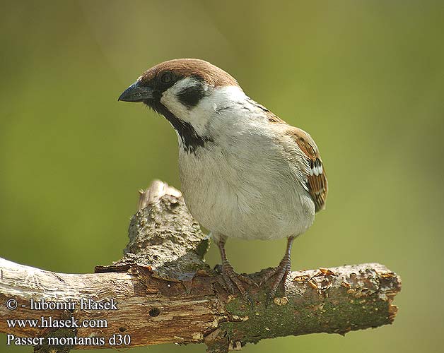 Poldvarblane Passer montanus Tree Sparrow