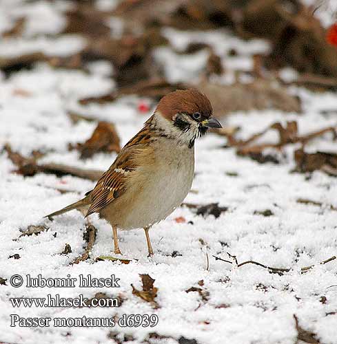 Tree Sparrow Feldsperling Moineau friquet