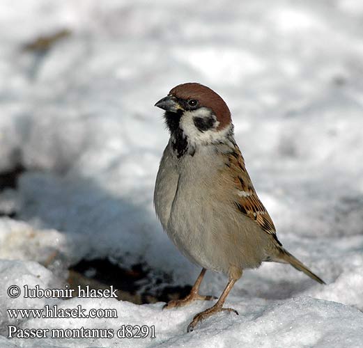 Passer montanus d8291