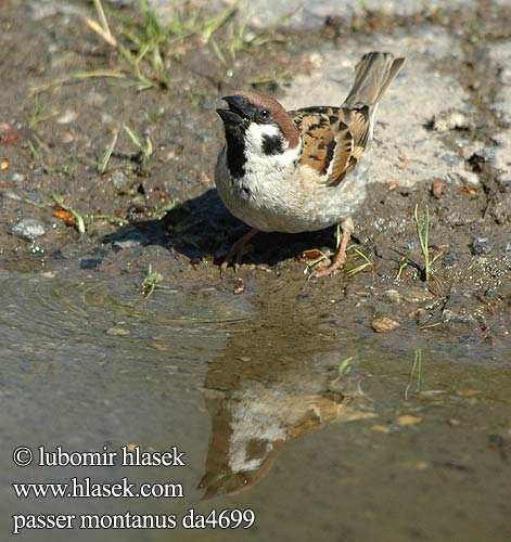 Passer montanus da4699