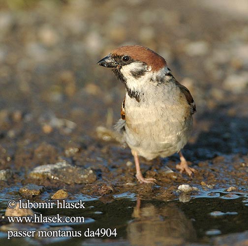 Passer montanus da4904