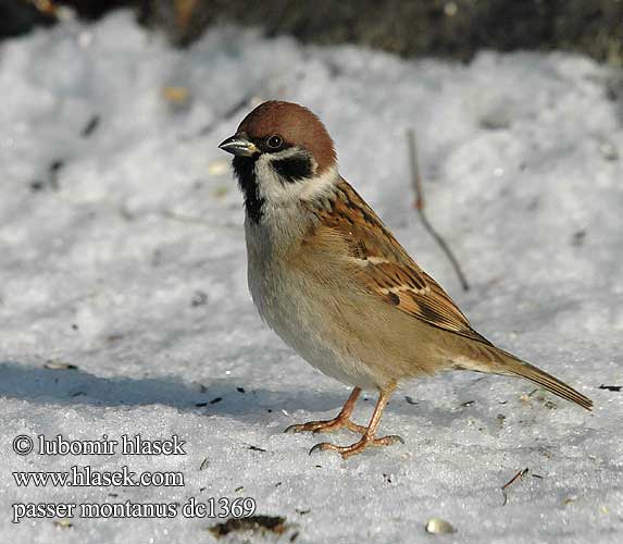 Poldvarblane Passer montanus Tree Sparrow