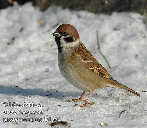 Passer montanus dc1369