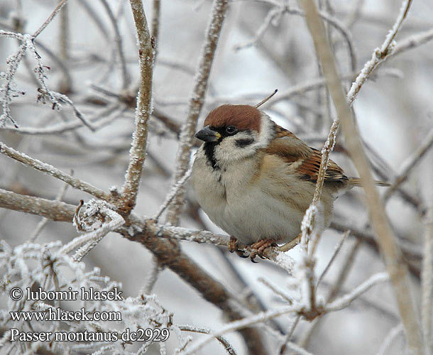 Passer montanus dc2929