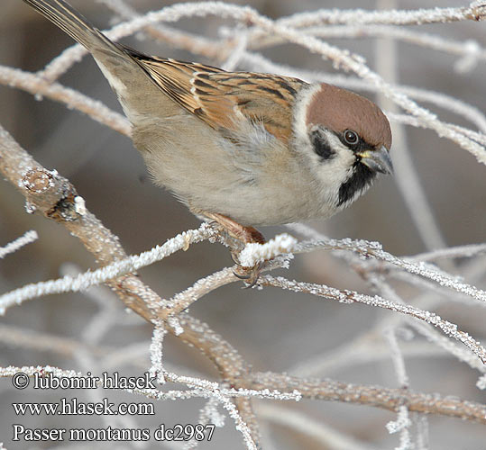 Passer montanus dc2987