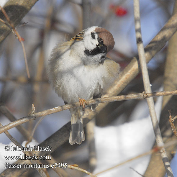 Passer montanus e7495