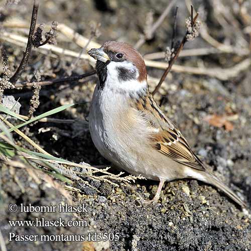 Moineau friquet Gorrión Molinero Vrabec polní