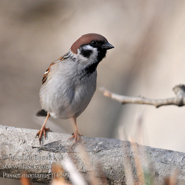 Passer montanus ff4299