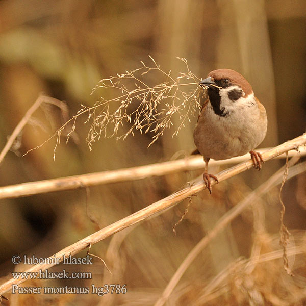 Passer montanus Tree Sparrow Feldsperling Moineau friquet