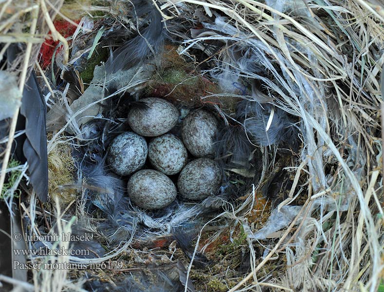 Passer montanus Gorrión Molinero Vrabec polní Skovspurv