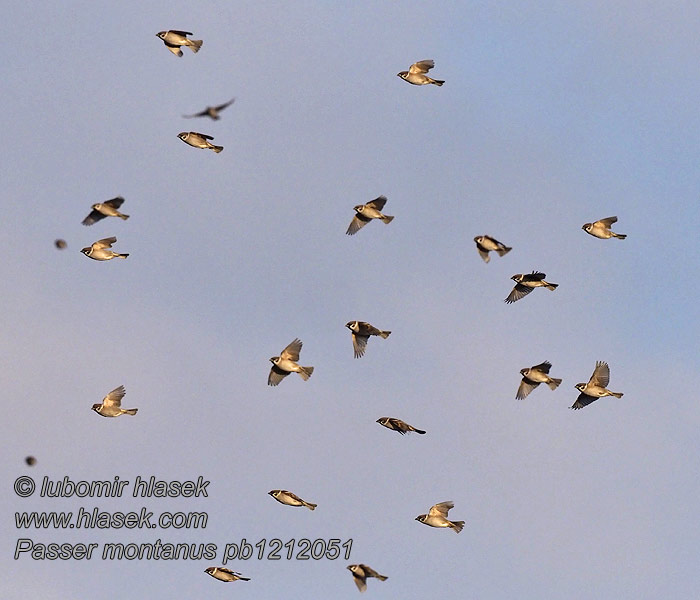 コガネスズメ 참새 Δενδροσπουργίτης Passer montanus