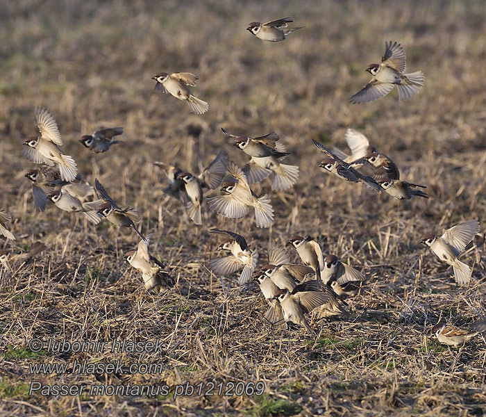 Vrabec polní Passer montanus