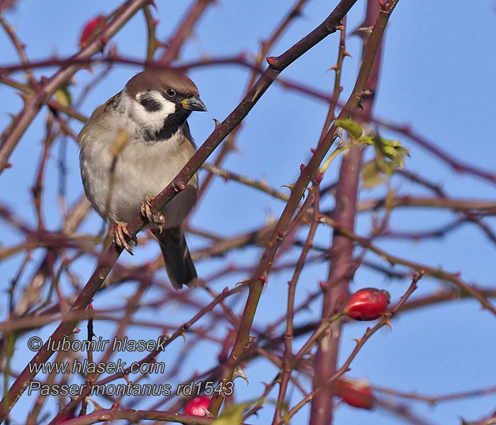 Tree Sparrow Feldsperling Moineau friquet Gorrión Molinero Passer montanus