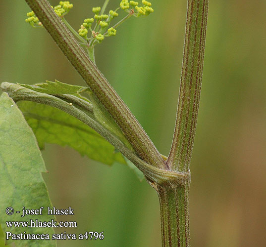 Pastinaca sativa