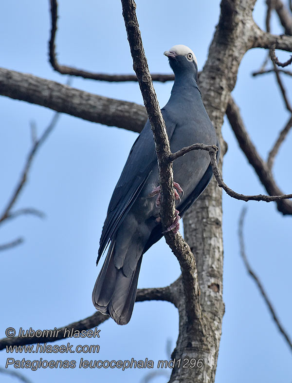 Patagioenas leucocephala 白顶鸽 Holub antilský