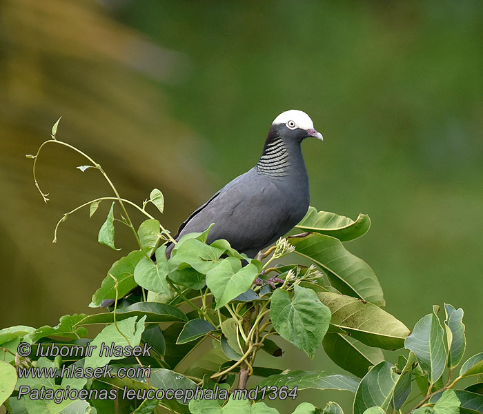 Weißscheiteltaube Hvidkronet Due White-crowned Pigeon