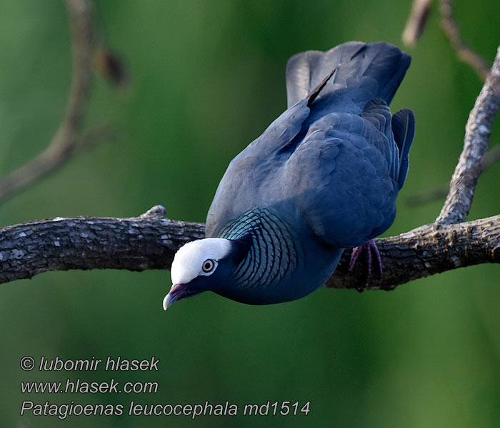 Holub antilský Patagioenas leucocephala