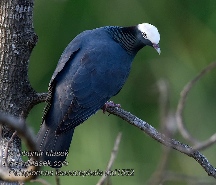 Weißscheiteltaube Patagioenas leucocephala