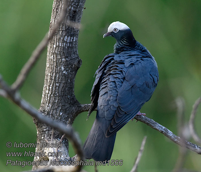 Hvidkronet Due Patagioenas leucocephala