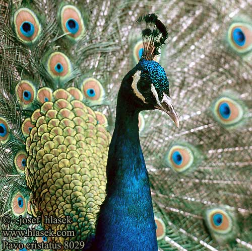 Pavo cristatus Indian Peafowl Common Peafowl India Blue Peafowl Blauer Pfau Paon bleu Pavo Real Páv korunkatý Павлин обыкновенный Paw Páva Gewone Pou Mayil