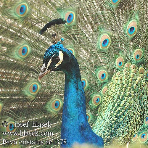 Павлин обыкновенный Paw Páva Gewone Pou Mayil Pavo cristatus Indian Peafowl Common Peafowl India Blue Peafowl Blauer Pfau Paon bleu Pavo Real Páv korunkatý