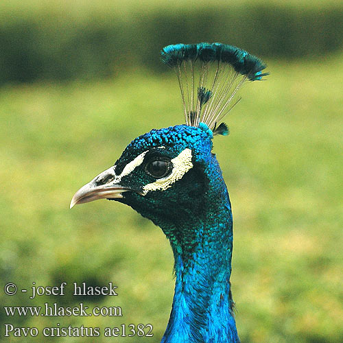 Indian Peafowl Common Peafowl India Blue Peafowl Blauer Pfau Paon bleu Pavo Real Páv korunkatý Павлин обыкновенный Paw Páva Gewone Pou Mayil Pavo cristatus