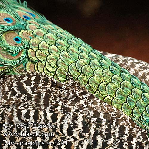 Pavo cristatus ae1394