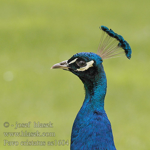 Páv korunkatý Павлин обыкновенный Paw Páva Gewone Pou Mayil Pavo cristatus Indian Peafowl Common Peafowl India Blue Peafowl Blauer Pfau Paon bleu Pavo Real