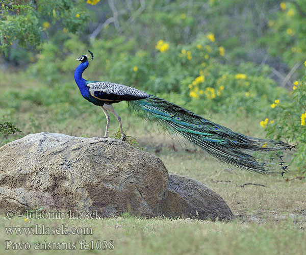 Pavo cristatus fe1038