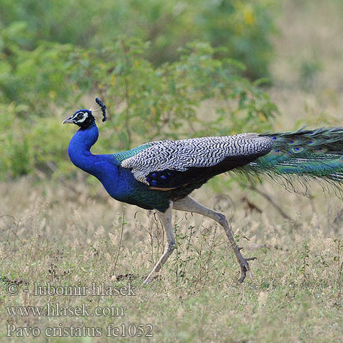 Pavo cristatus fe1052