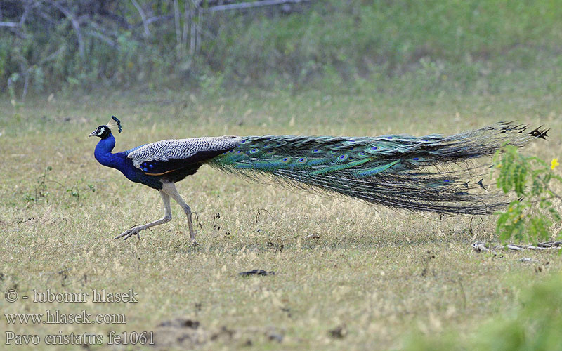 Pavo cristatus fe1061