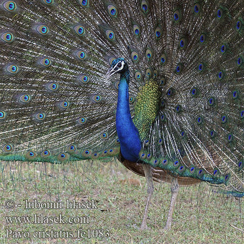 Pavo cristatus fe1083