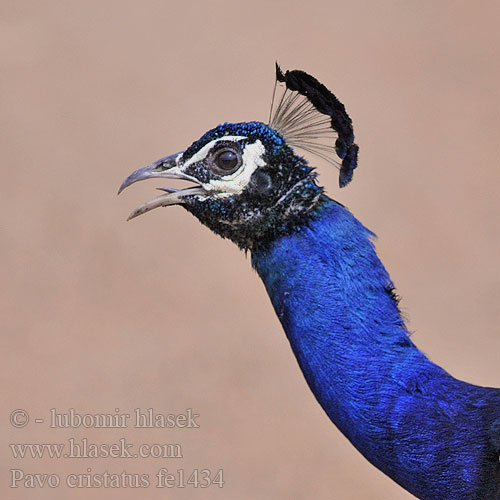 Pavo cristatus fe1434