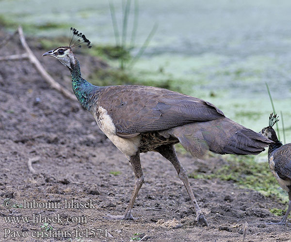 Pavo cristatus fe1574