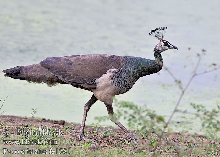 Pavo cristatus fe1581