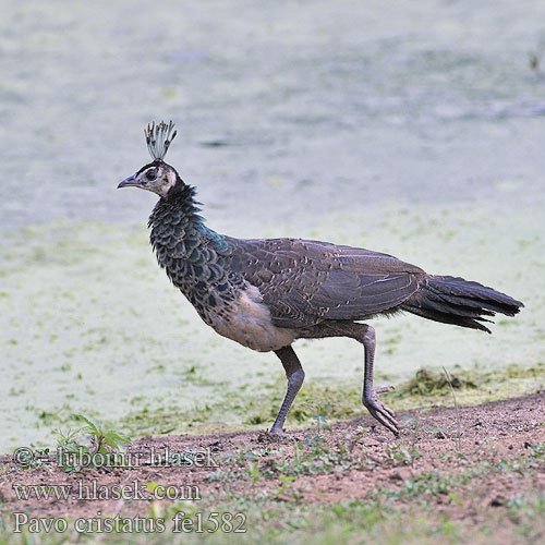 Pavo cristatus fe1582