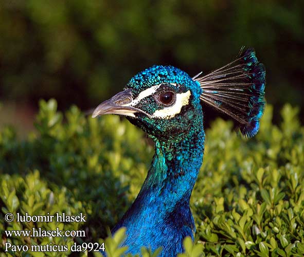 Pavo muticus Green Peafowl Grøn Påfugl Vihreä riikinkukko Paon spicifère groene pauw Pavone specifero Zöld páva Ährenträgerpfau Paw złoty Páv zelený Pavo Real Verde Java Gröna påfågeln 绿孔雀