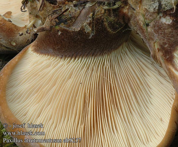 Paxillus atrotomentosus ab9257