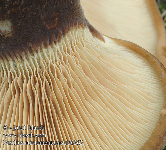 Paxillus atrotomentosus ab9262