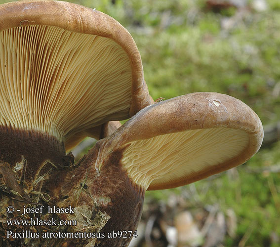 Paxillus atrotomentosus ab9274