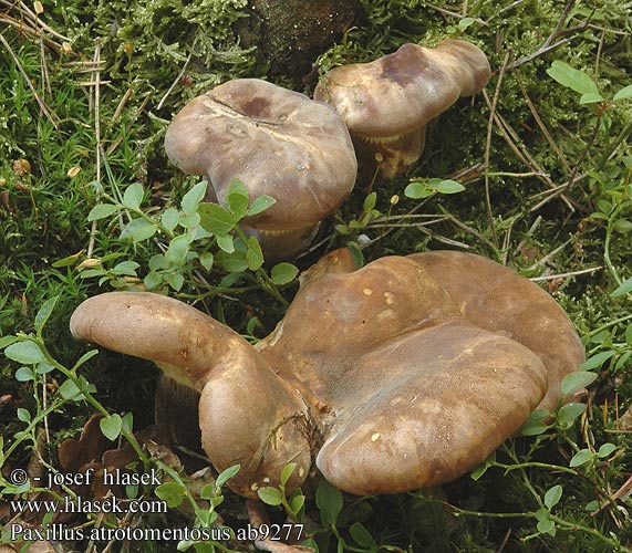 Paxillus atrotomentosus ab9277