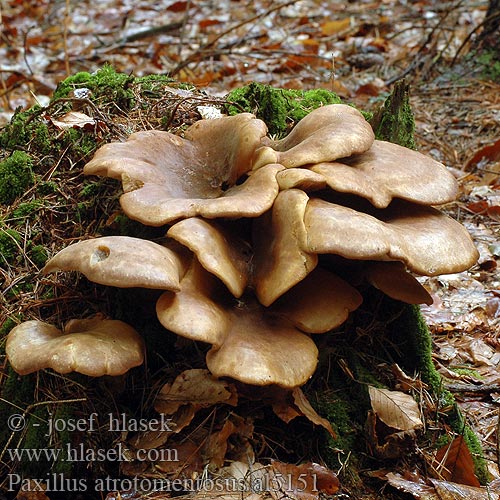 Paxillus atrotomentosus al5151