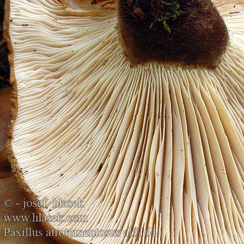 Paxillus atrotomentosus al5164