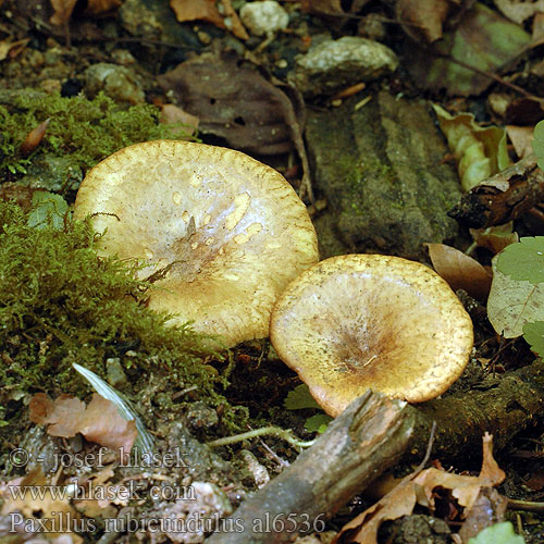 Paxillus rubicundulus filamentosus Čechratka olšová