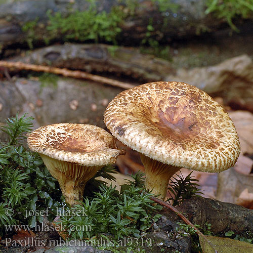 Paxillus rubicundulus al9319