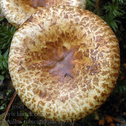 Paxillus rubicundulus al9331