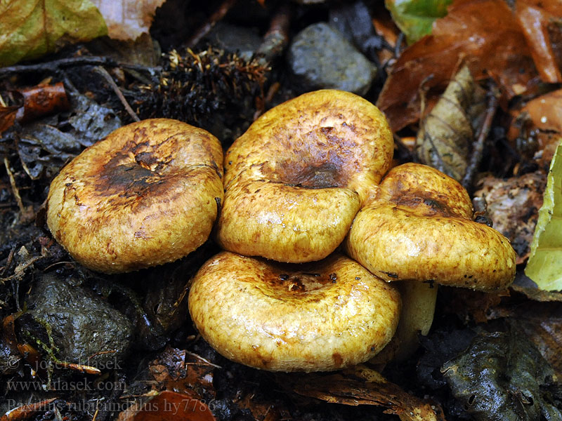 Al-pluggskivling Alpluggskivling Paxillus rubicundulus filamentosus