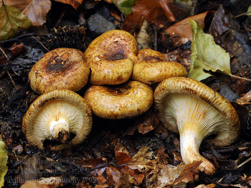 Čechratka olšová Paxillus rubicundulus