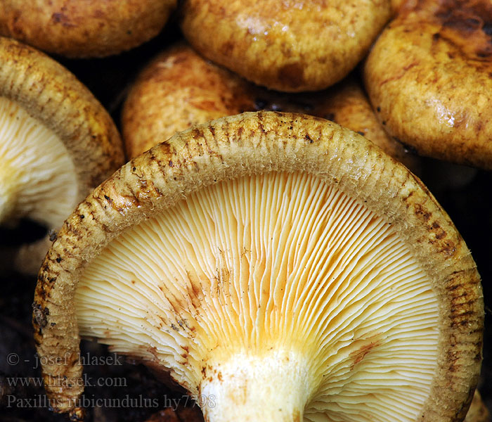 Krowiak olszowy Jelševa podvihanka Paxillus rubicundulus