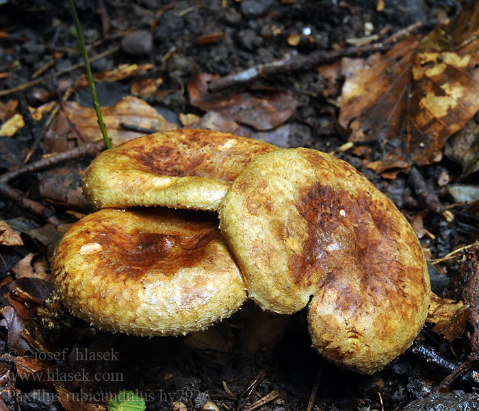 Éger cölöpgomba Paxillus rubicundulus